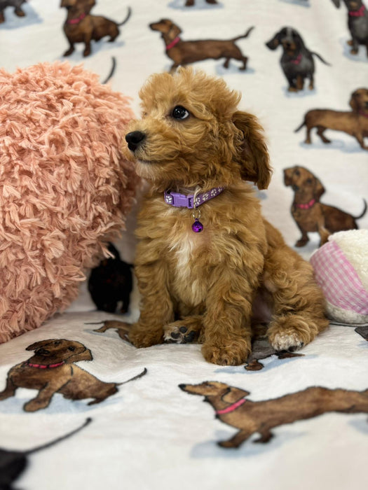 Jayla (Toy/Mini Bichon Poodle)