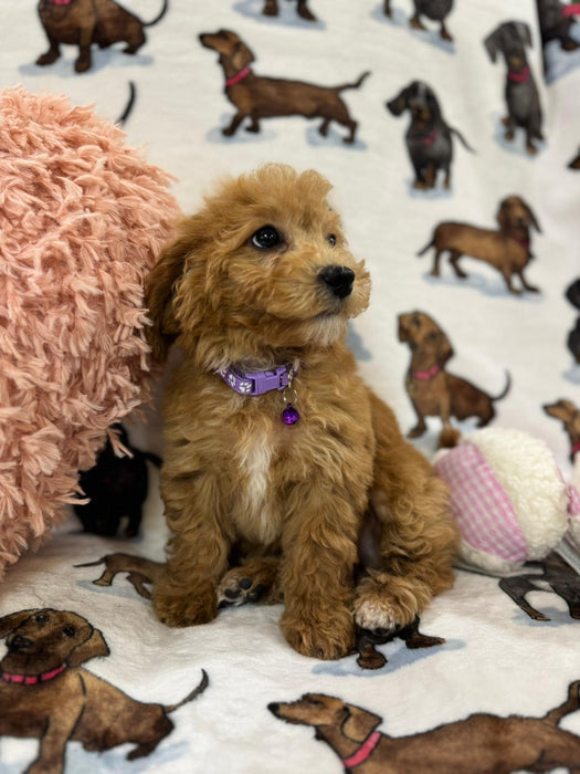 Jayla (Toy/Mini Bichon Poodle)