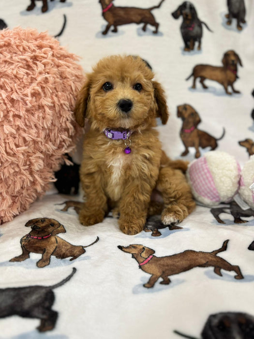 Jayla (Toy/Mini Bichon Poodle)