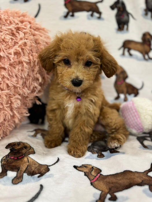 Jayla (Toy/Mini Bichon Poodle)