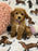 Jayla (Toy/Mini Bichon Poodle)