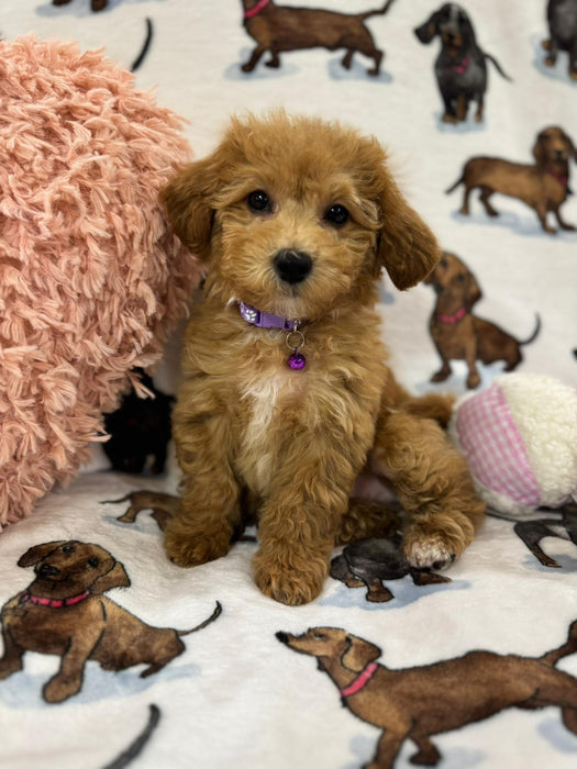 Jayla (Toy/Mini Bichon Poodle)