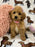 Jade (caniche toy)