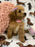 Jade (caniche toy)