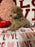 Lance (Toy Poodle)