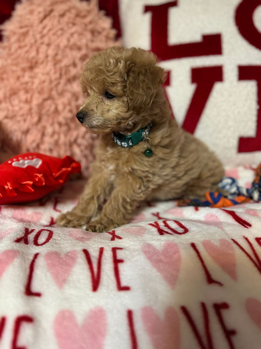 Lance (Toy Poodle)