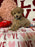 Lance (Toy Poodle)