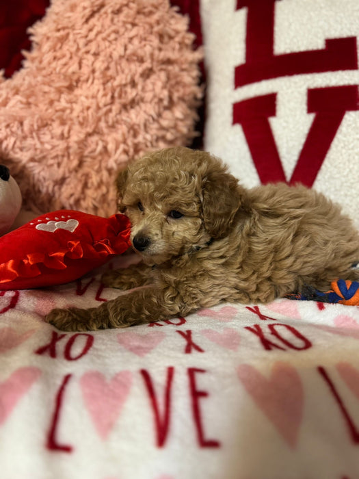 Lance (Toy Poodle)