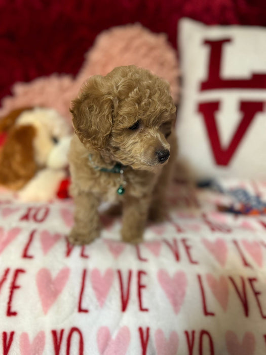 Lance (Toy Poodle)