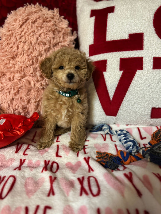 Lance (Toy Poodle)