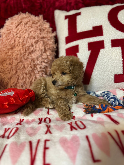 Lance (Toy Poodle)
