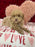 Lenny (Toy Poodle)