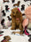 Lexy (F2 Labradoodle )