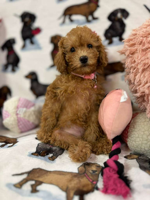 Lexy (F2 Labradoodle )
