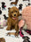 Lexy (F2 Labradoodle )