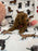 Lucy (F2 Labradoodle )