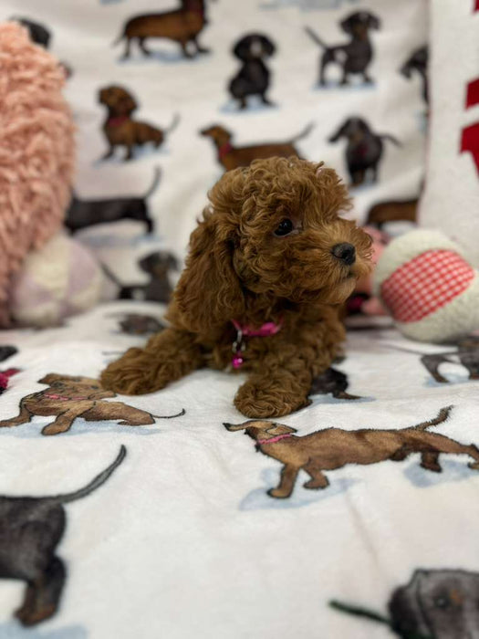 Lucy (F2 Labradoodle )