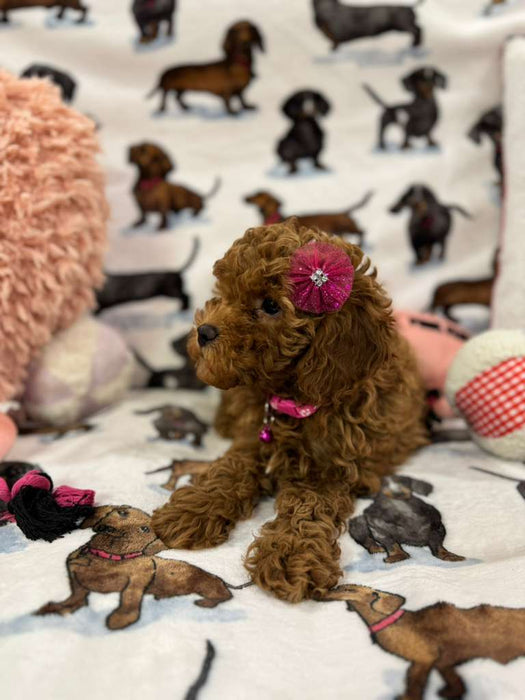 Lucy (F2 Labradoodle )