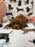 Lucy (F2 Labradoodle )