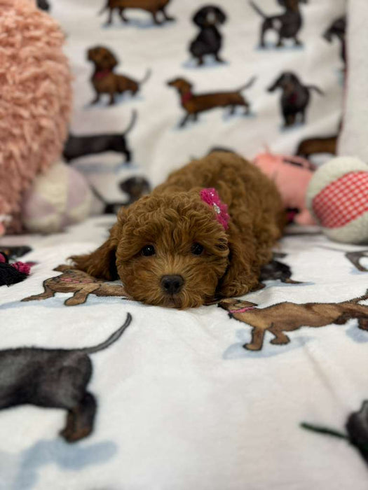 Lucy (F2 Labradoodle )