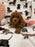 Lucy (F2 Labradoodle )