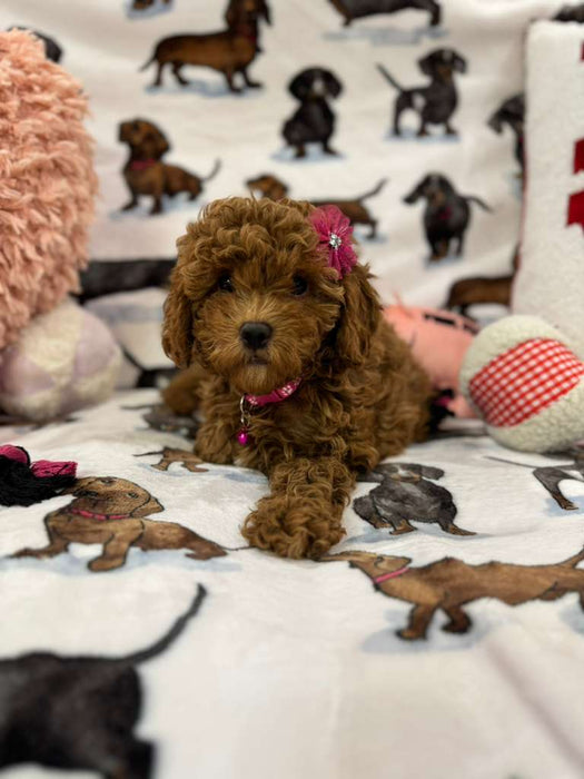 Lucy (F2 Labradoodle )
