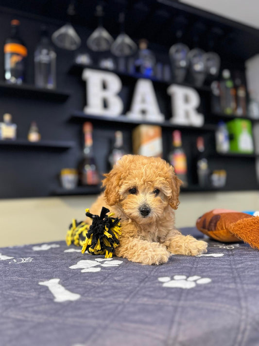 Lily  (Toy Poodle)