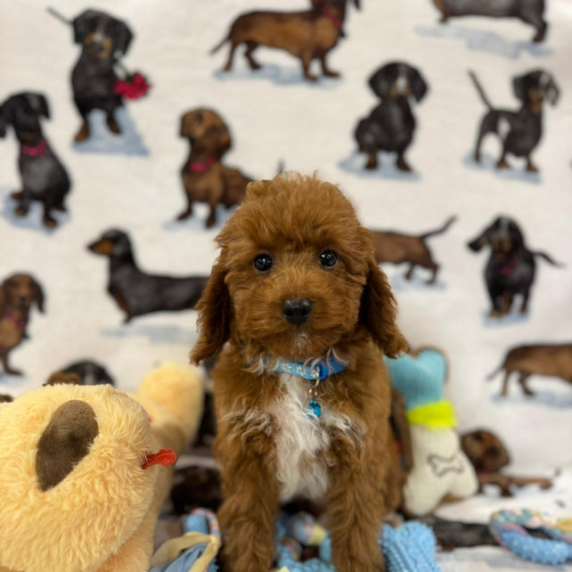 MAXIE (Toy Poodle)