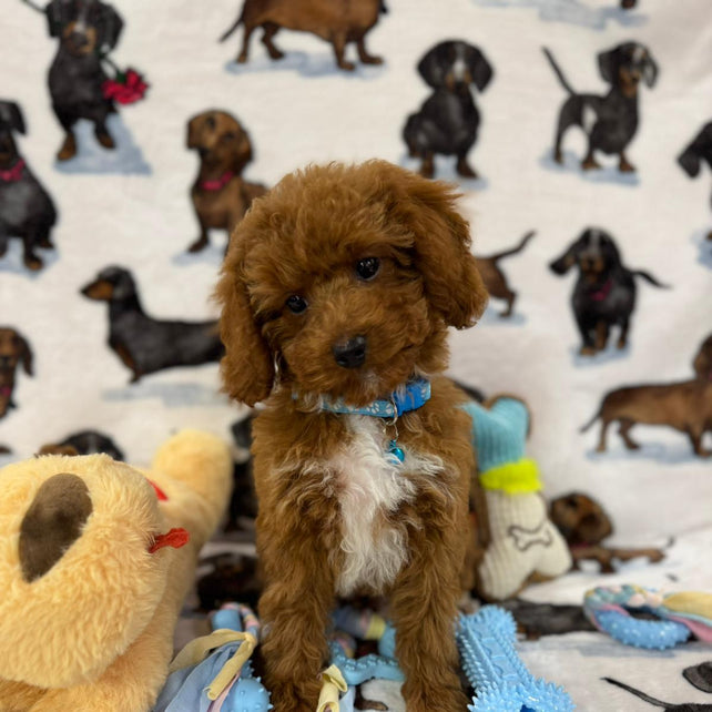 MAXIE (Toy Poodle)