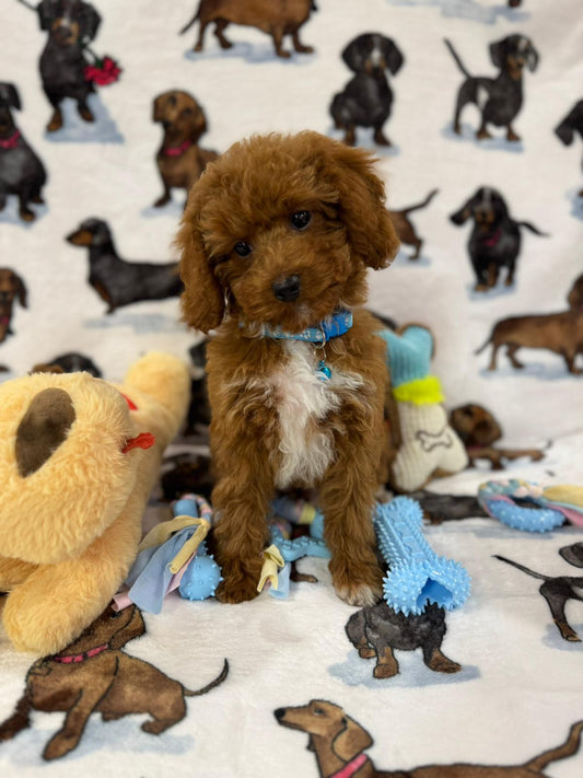 MAXIE (Toy Poodle)