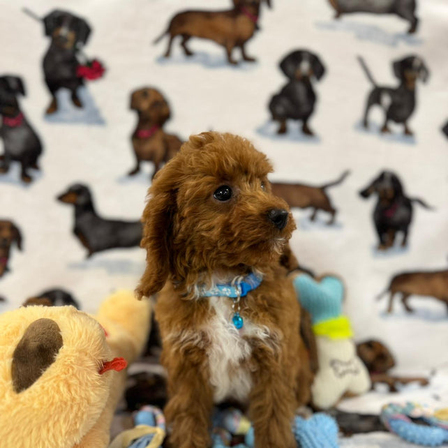 MAXIE (Toy Poodle)