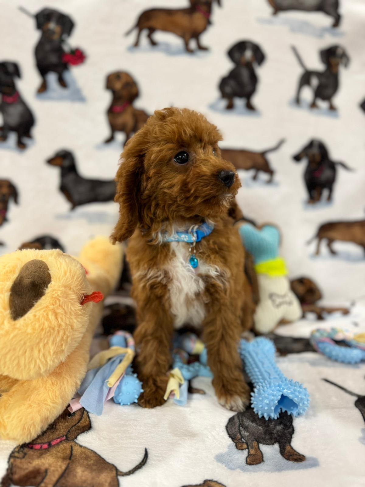 MAXIE (Toy Poodle)