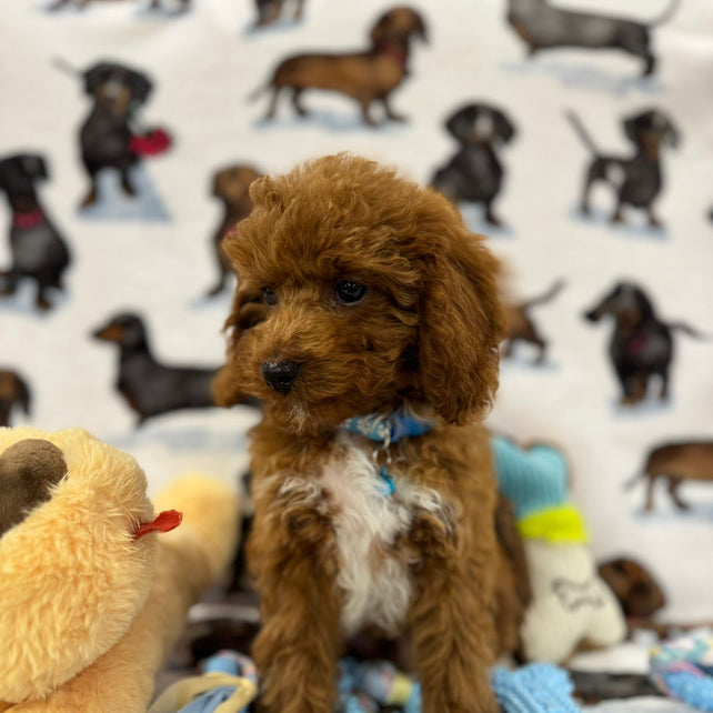 MAXIE (Toy Poodle)