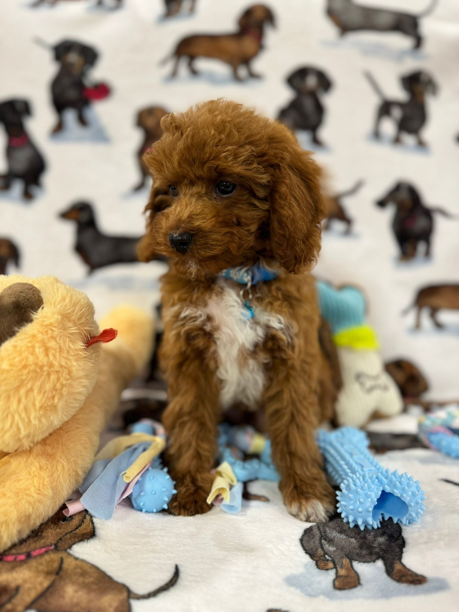 MAXIE (Toy Poodle)
