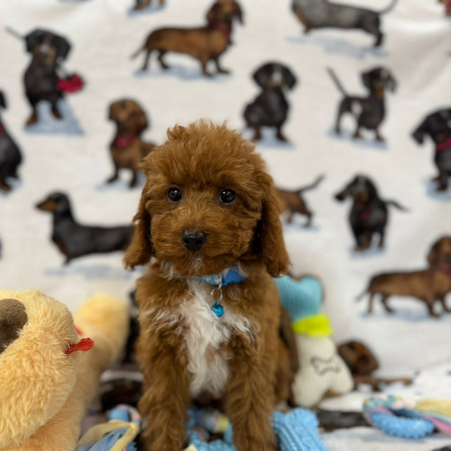 MAXIE (Toy Poodle)