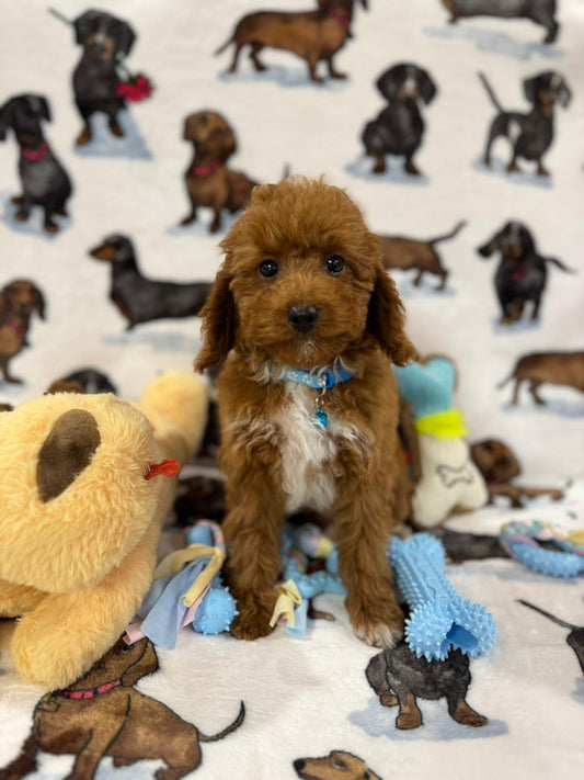 MAXIE (Toy Poodle)