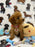 MIKI (Toy Poodle)
