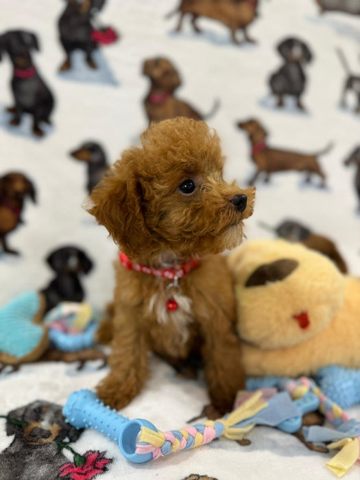 MIKI (Toy Poodle)