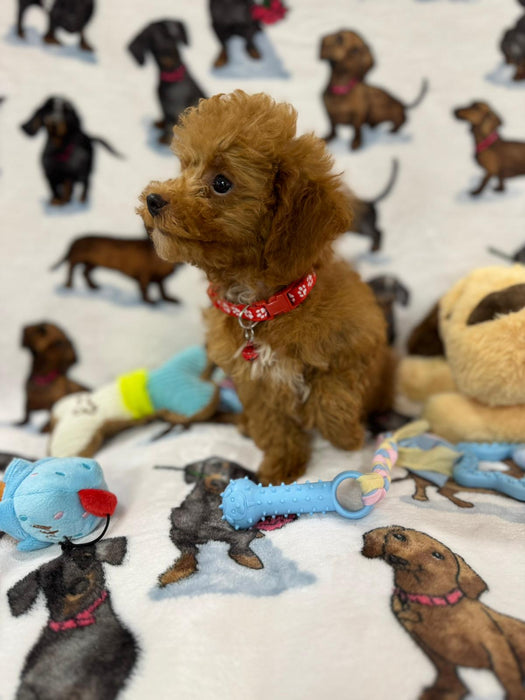 MIKI (Toy Poodle)