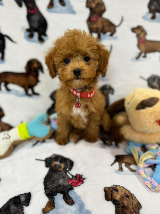 MIKI (Toy Poodle)