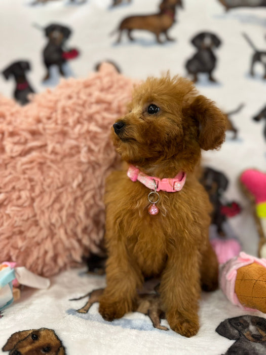 MILA (Toy Poodle)