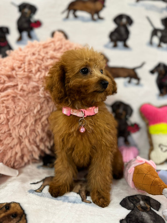 MILA (Toy Poodle)