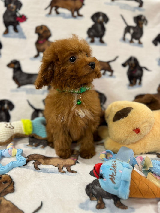 MILO (Toy Poodle)