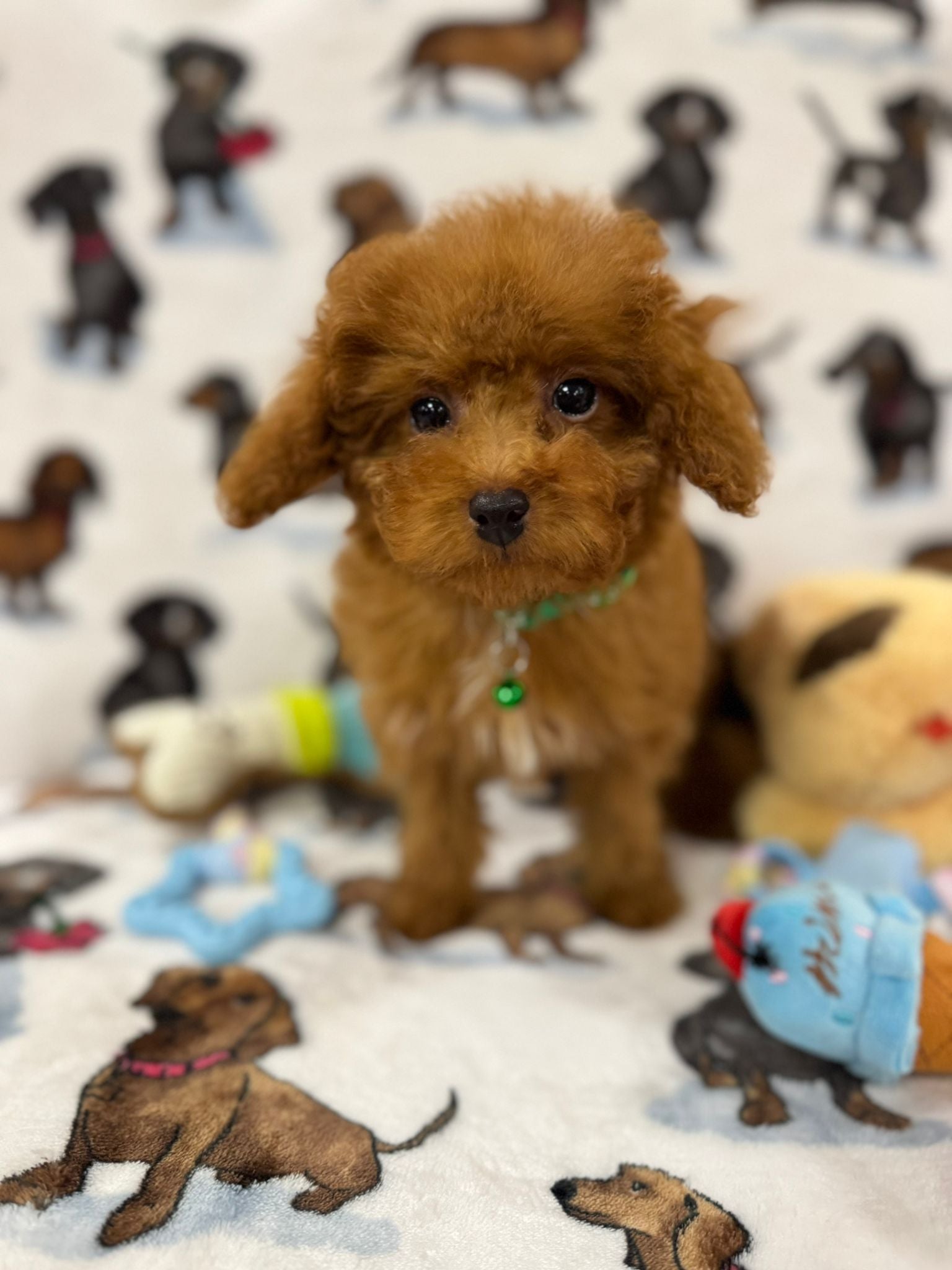 Jade (caniche toy)