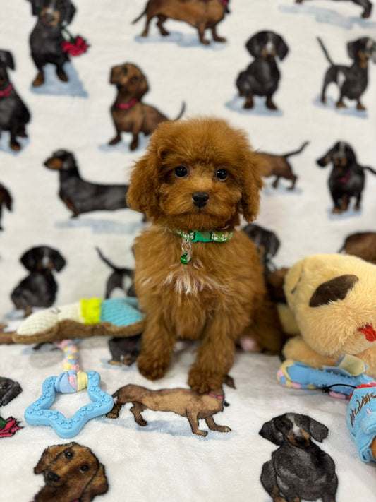 MILO (Toy Poodle)