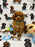 Jade (caniche toy)