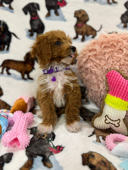 MINA  (Toy Poodle)