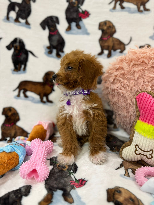 MINA  (Toy Poodle)