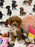 MINA  (Toy Poodle)