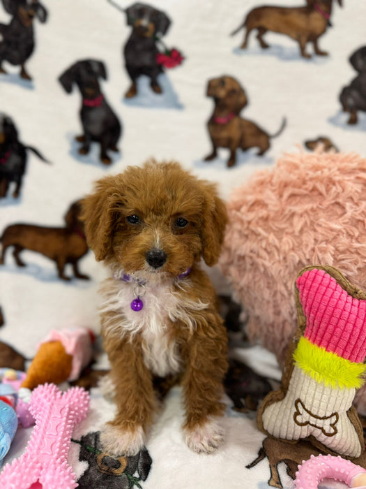 MINA  (Toy Poodle)